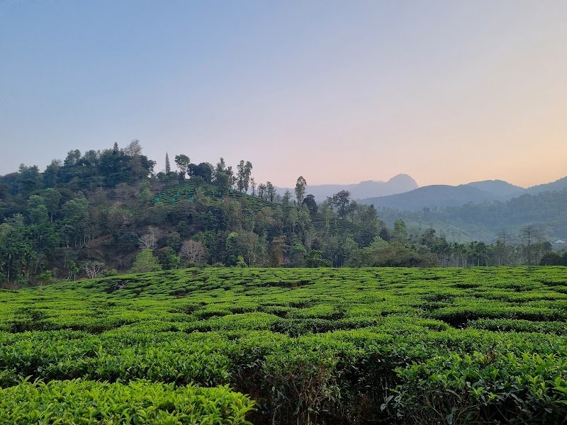 Wayanad Tea Estates
