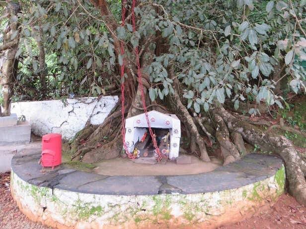 ചങ്ങല മരം – വയനാടിന്റെ ചരിത്രവും ഐതിഹ്യവും പറയുന്ന ചങ്ങല മരം