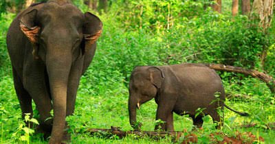 Wayanad Wildlife Sanctuary Reopens with Extended Safari Timings